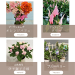 母の日は5月10日です✨