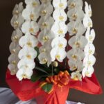 🌸「ありがとう」と「いつまでも元気で」を伝えるお花ギフト
