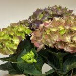 母の日ギフト、紫陽花のご紹介。