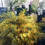 上質なミモザが入荷しました✨