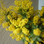 ☘️ミモザが入荷しております！